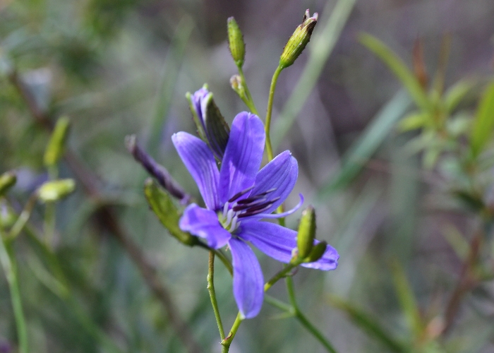 Western Australian Plants Hemerocallidaceae